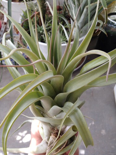 展示 空气凤梨 Tillandsia Kruseana (大号） - 图0