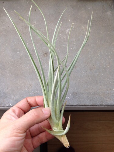 展示 空气凤梨 Tillandsia dorotheae 小型品种 - 图0