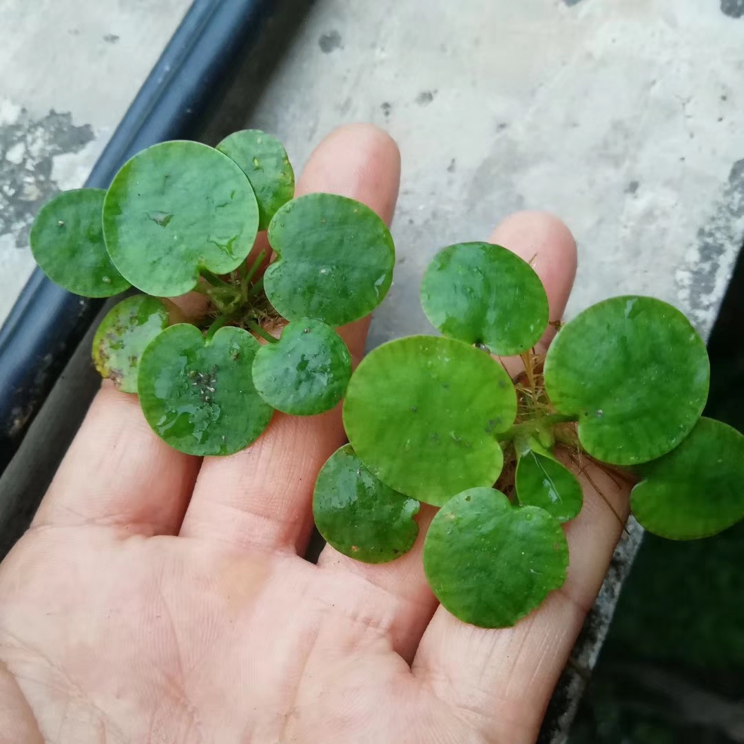 一叶莲荇菜龟背莲水丁香烟花水生含羞草水上漂浮萍植物总汇包邮 - 图3