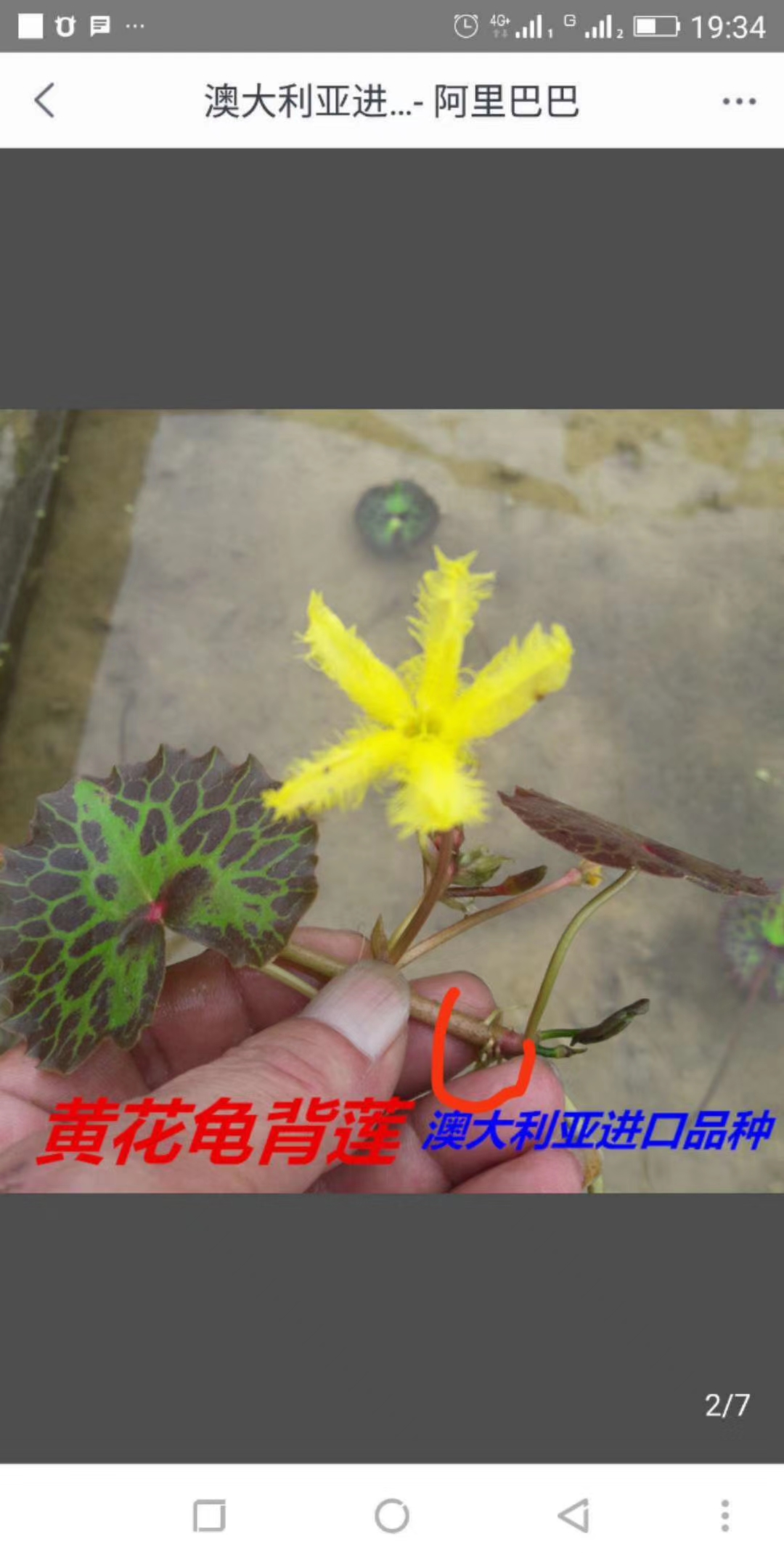 一叶莲荇菜龟背莲水丁香烟花水生含羞草水上漂浮萍植物总汇包邮 - 图0