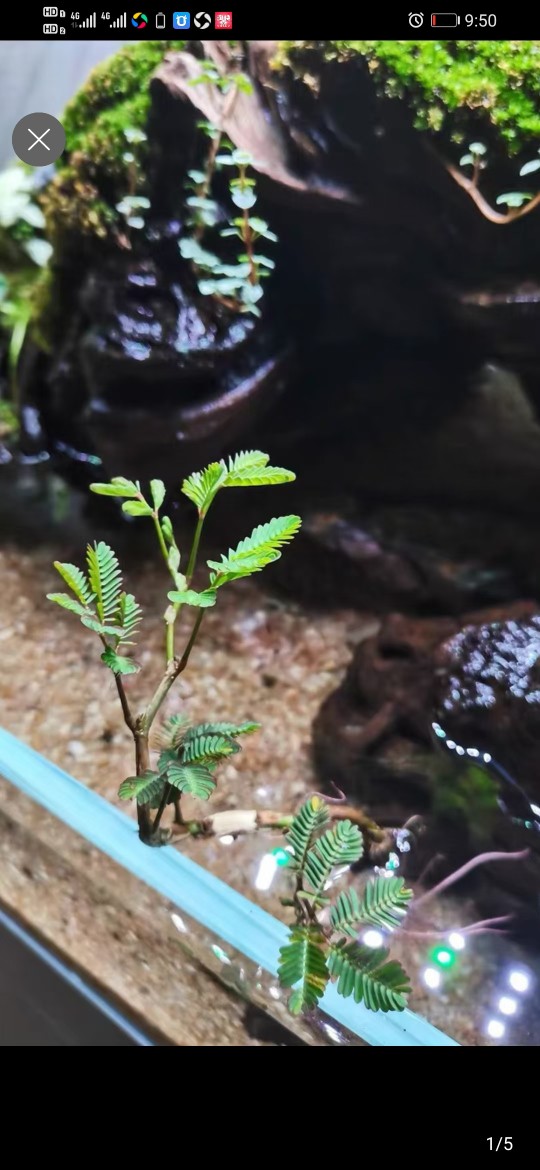 一叶莲荇菜龟背莲水丁香烟花水生含羞草水上漂浮萍植物总汇包邮 - 图2