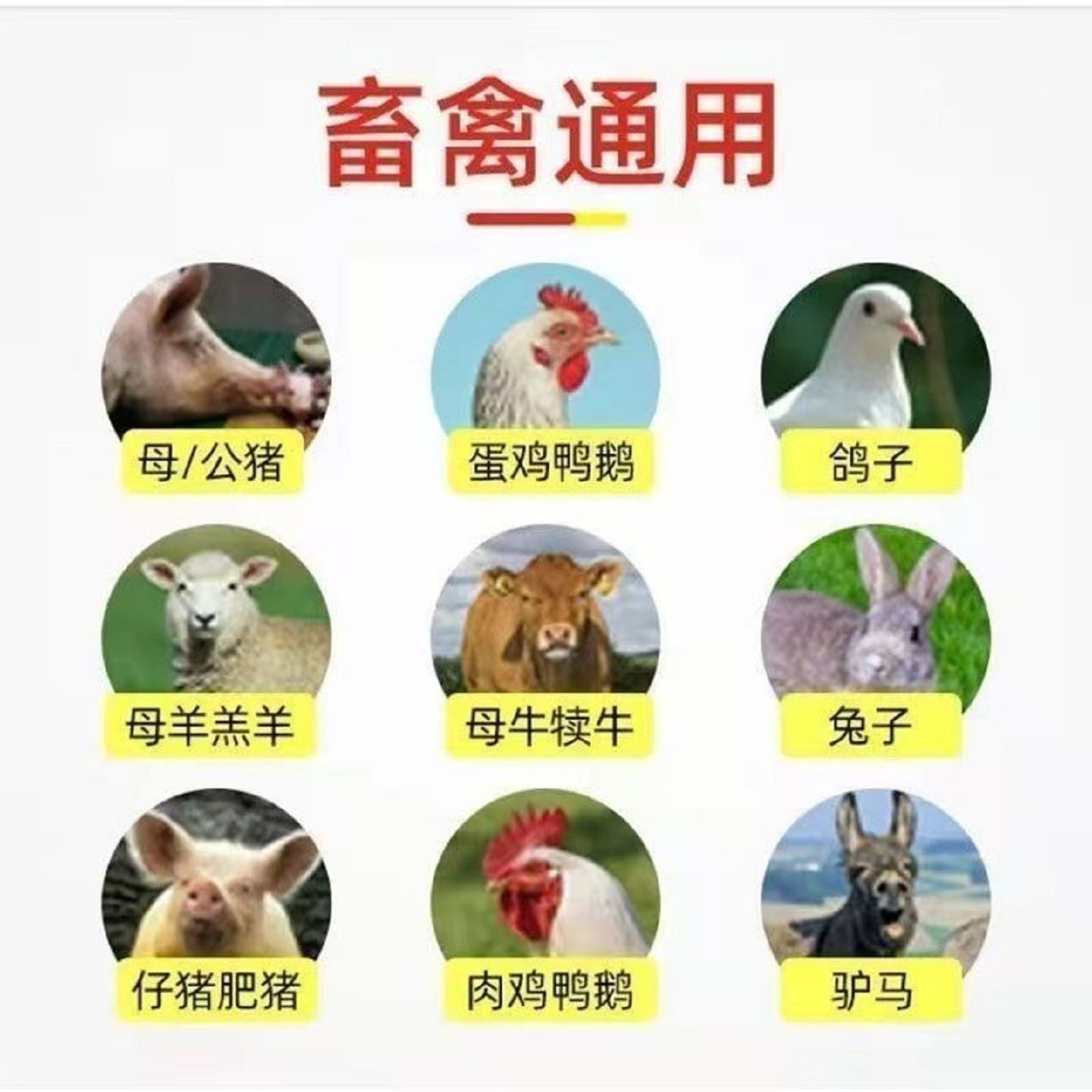 磷酸氢钙兽用促进生长补钙磷猪牛羊鸡鸭鹅水产养殖通用饲料添加剂,淘宝优惠券,粉丝福利购,淘宝优惠卷