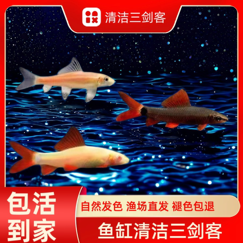 清道夫鱼金苔鼠鱼老鼠鱼鱼缸清洁工具清洁三剑客吃青苔除藻包邮 - 图1
