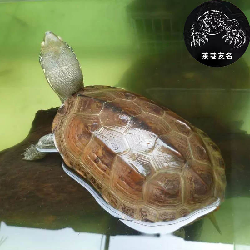 中华草龟大乌龟活体宠物长寿龟水龟金线龟活物龟墨龟,淘宝优惠券,粉丝福利购,淘宝优惠卷