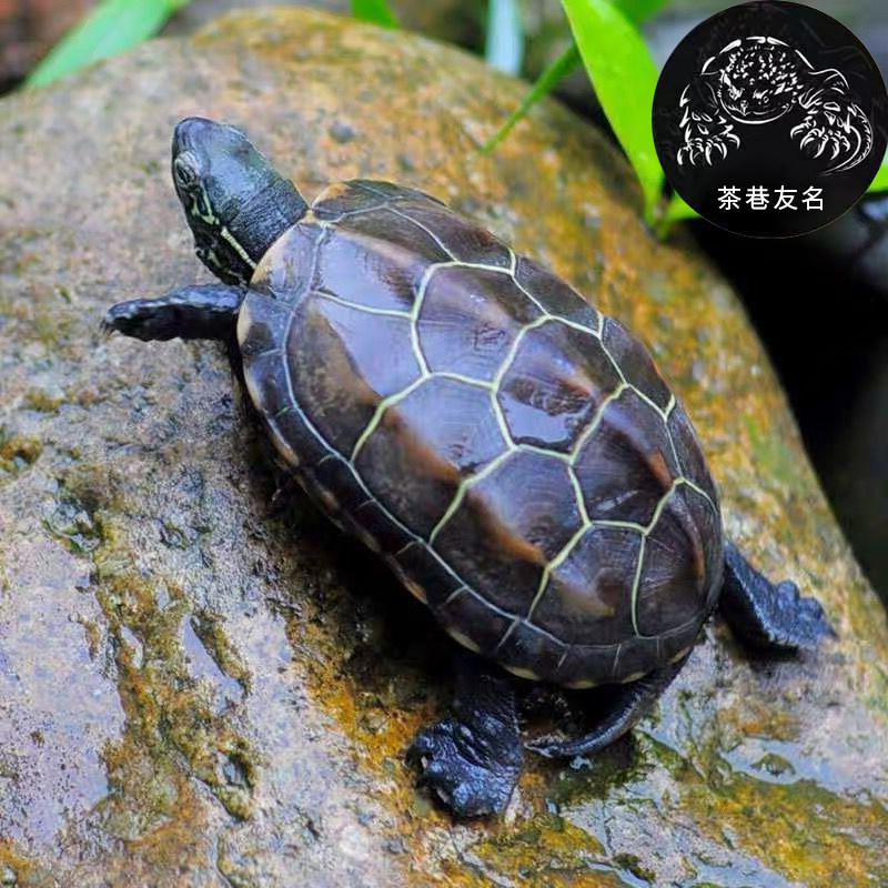 中华草龟大乌龟活体宠物长寿龟水龟金线龟活物龟墨龟,淘宝优惠券,粉丝福利购,淘宝优惠卷