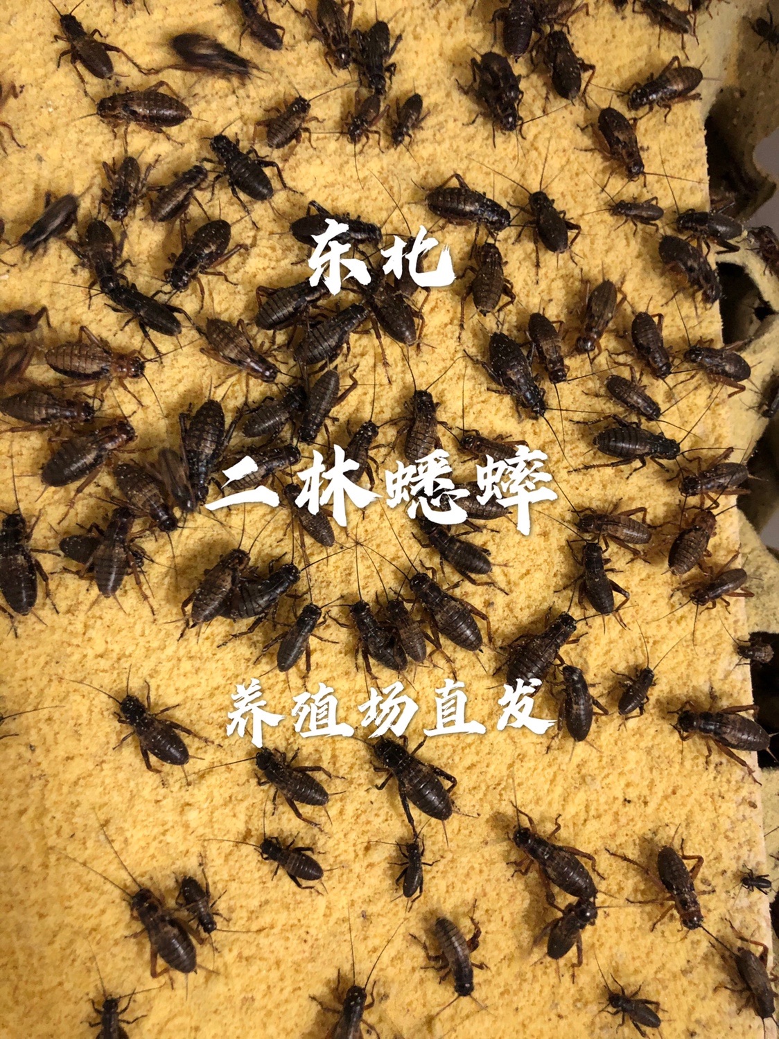 优质油葫芦白蟋蟀蛐蛐活体饲料爬宠守宫蜥蜴鱼鸟活食现货鸣虫现货 - 图3