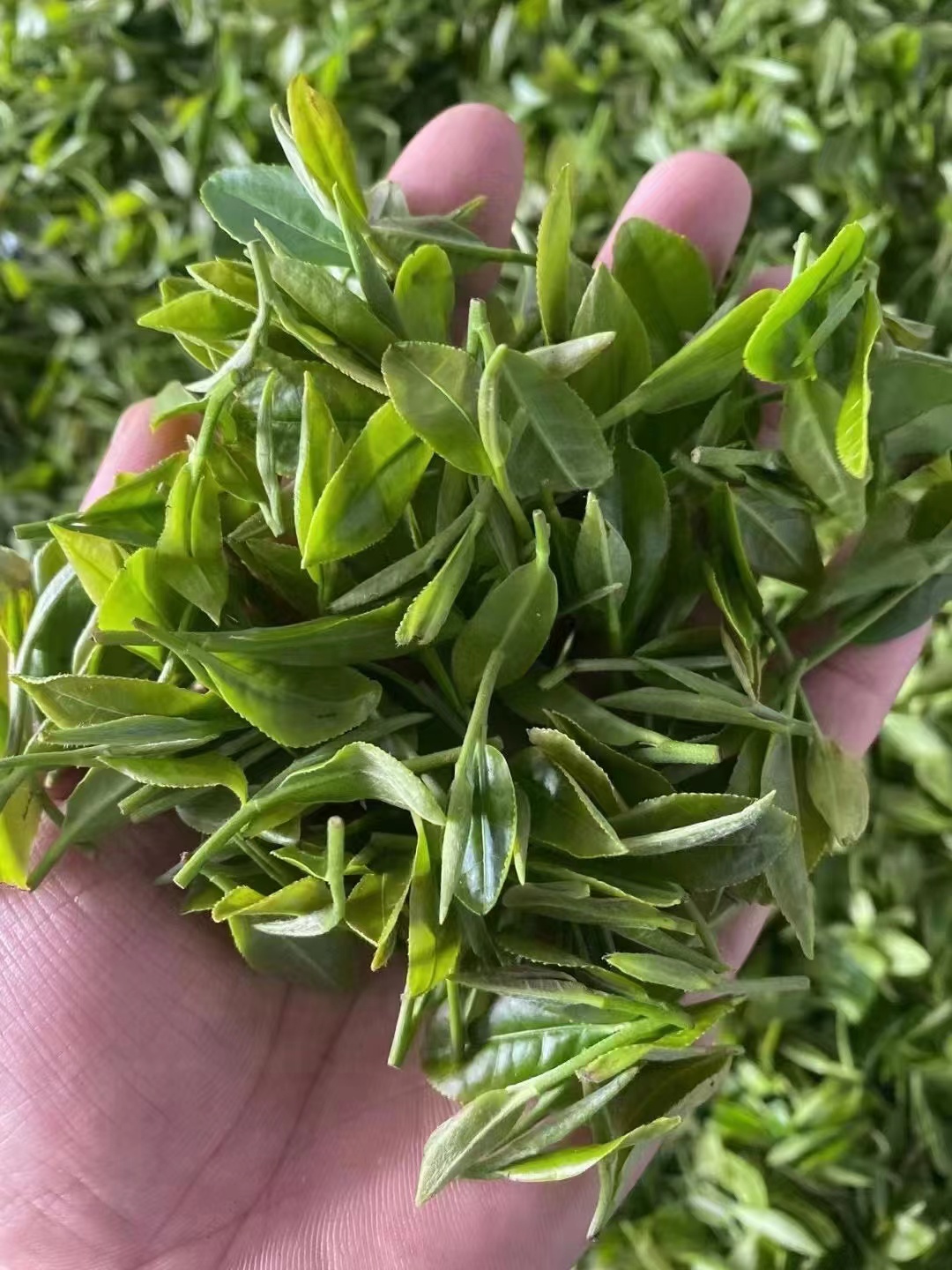 预售等新茶海青茶青岛胶南海青茶叶绿茶茶农赛崂山茶日照绿茶包邮-图0