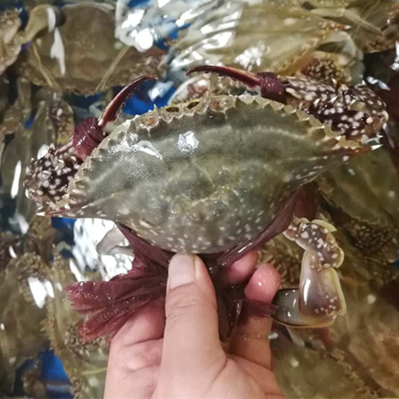 3-9两/只北京闪送活梭子蟹海蟹大白蟹飞蟹满肉公螃蟹海鲜水产,淘宝优惠券,粉丝福利购,淘宝优惠卷