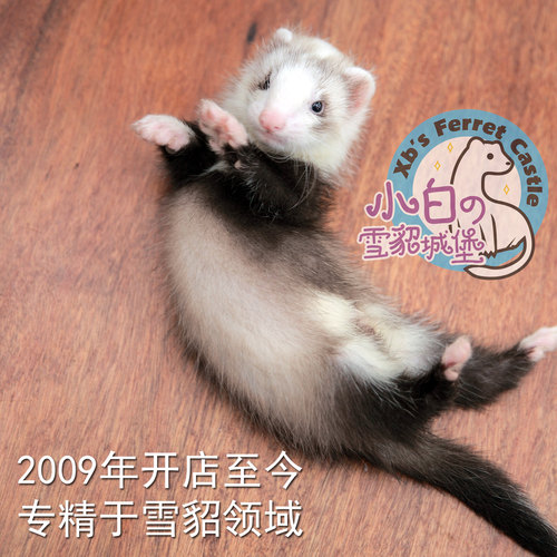 派斯威力宠物貂活体雪貂幼崽包活宿舍小型动物活物貂粘人全款包邮 - 图0