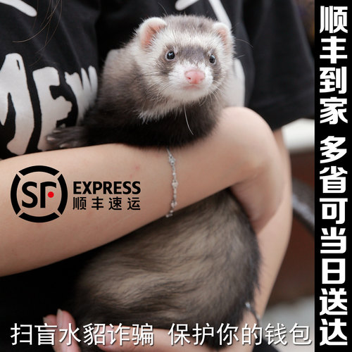 派斯威力宠物貂活体雪貂幼崽包活宿舍小型动物活物貂粘人全款包邮 - 图3