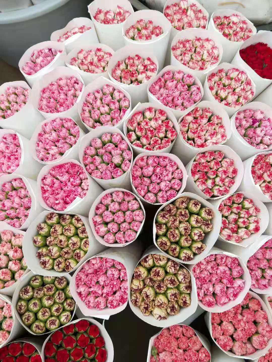 康乃馨鲜花 昆明直发 教师节 母亲节 50种康乃馨新鲜,淘宝优惠券,粉丝福利购,淘宝优惠卷