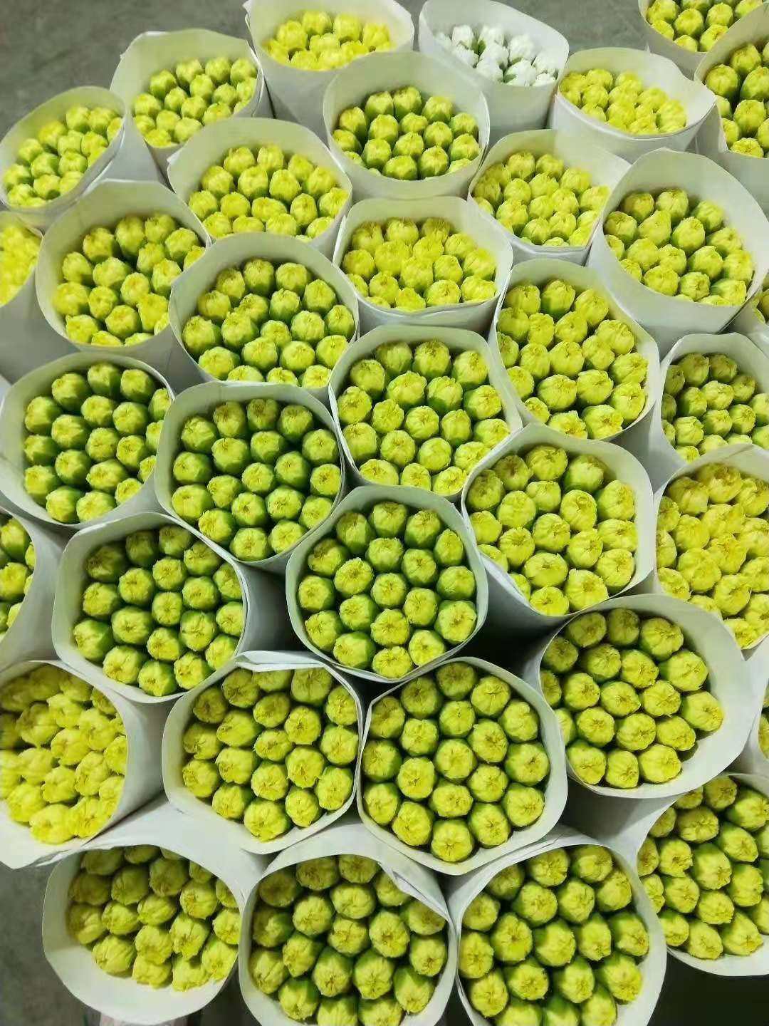 康乃馨鲜花 昆明直发 教师节 母亲节 50种康乃馨新鲜,淘宝优惠券,粉丝福利购,淘宝优惠卷