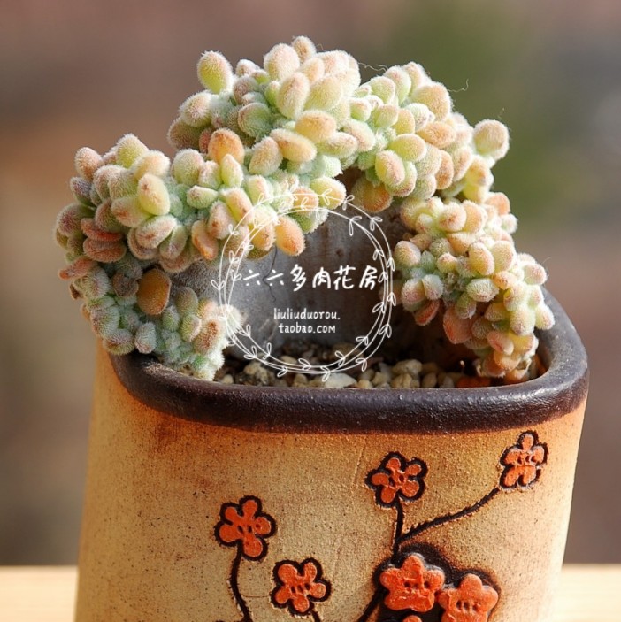 【雪锦星种子10粒+ E pulvinata v frosty】花卉景天六六多肉种子 - 图0