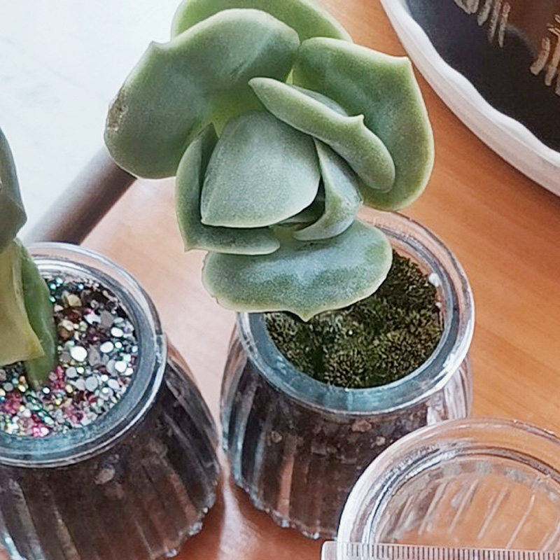 小号多肉花瓶透明玻璃仙人球花盆迷你肉肉种植花盆家用简约小花盆
