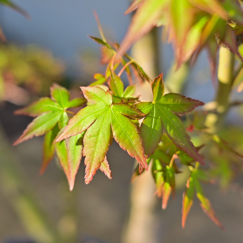 孤品日本进口山红叶多杆造型盆景枫树老桩红叶盆栽高端精品鸡爪槭,淘宝优惠券,粉丝福利购,淘宝优惠卷