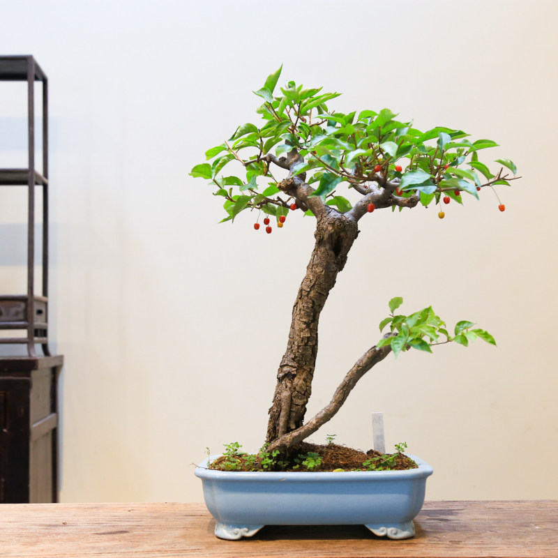 孤品小叶胡秃子开花结果阳台老桩盆景造型盆栽带基地直销好养绿植,淘宝优惠券,粉丝福利购,淘宝优惠卷