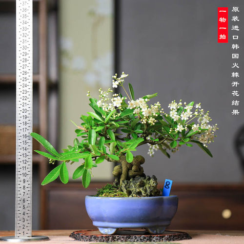 韩国火棘盆景微型植物盆栽小品室内好养悬崖提根造型老桩红果沙棘 - 图0