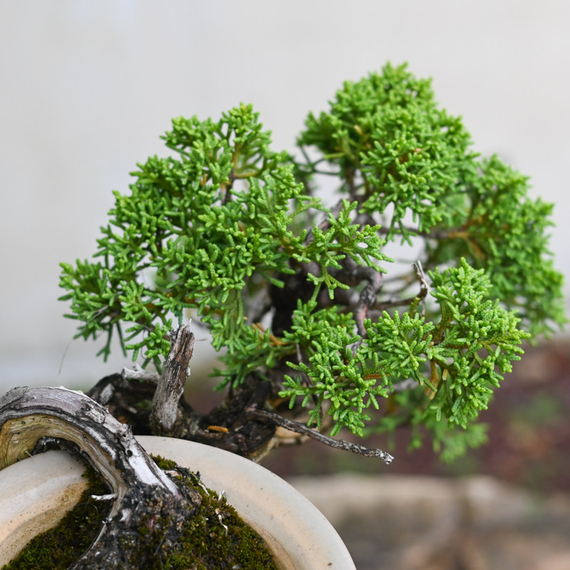 日本济州真柏老桩小叶原生小盆景柏树盆栽崖柏悬崖临水造型掌中宝,淘宝优惠券,粉丝福利购,淘宝优惠卷