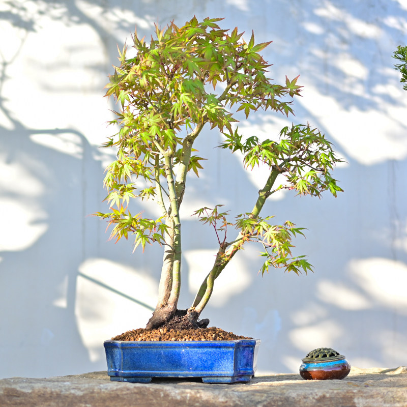 孤品日本进口山红叶多杆造型盆景枫树老桩红叶盆栽高端精品鸡爪槭,淘宝优惠券,粉丝福利购,淘宝优惠卷