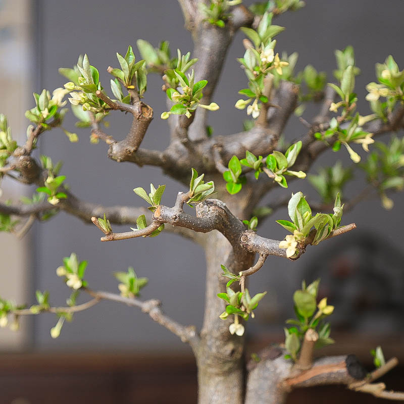 孤品小叶胡秃子盆景开花结果基地直销老桩盆栽年功桩造型植物好养 - 图1