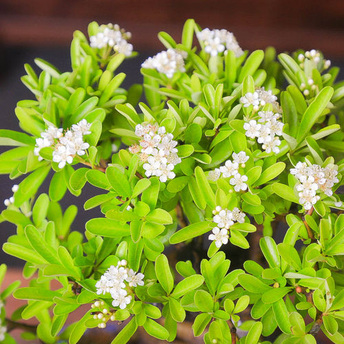 孤品韩国火棘提根白花红果附石盆景老桩盆养多年好养观叶观花观果 - 图2