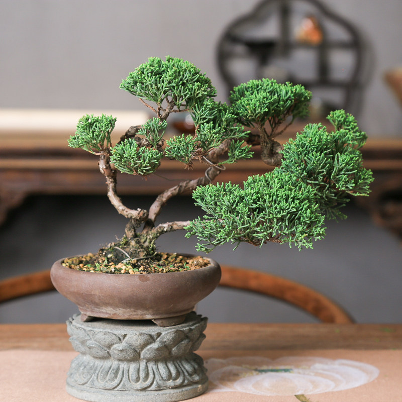 一本多杆济州真柏老桩造型盆景四季常青办公室茶室摆件耐寒好养,淘宝优惠券,粉丝福利购,淘宝优惠卷