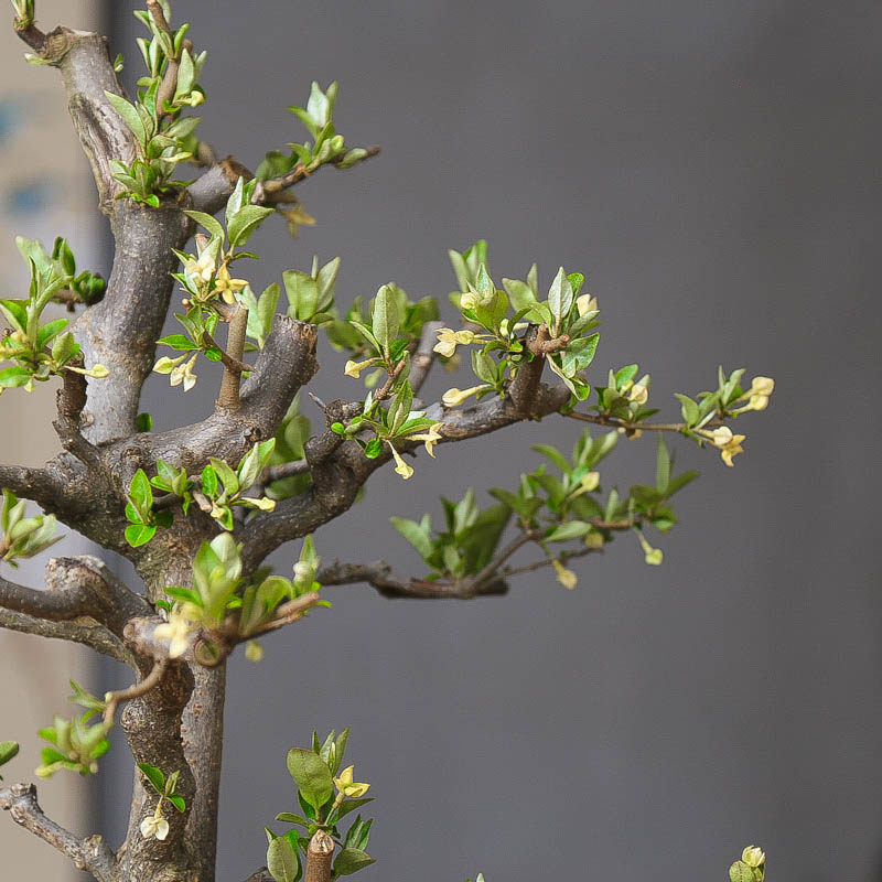 孤品小叶胡秃子盆景开花结果基地直销老桩盆栽年功桩造型植物好养 - 图2