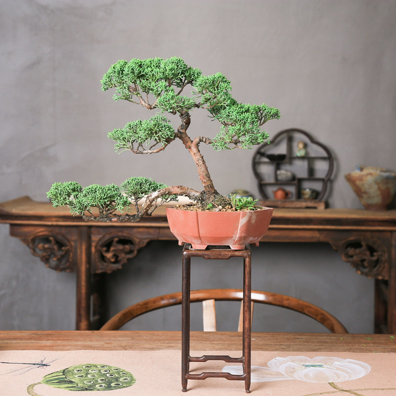 一本多杆济州真柏老桩造型盆景四季常青办公室茶室摆件耐寒好养,淘宝优惠券,粉丝福利购,淘宝优惠卷