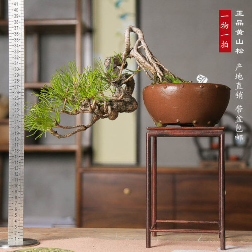黄山松盆景曲干矮霸造型真树苗松树盆栽马尾松山采小老桩迎客松柏 - 图1