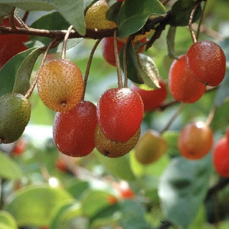 孤品小叶胡秃子盆景开花结果基地直销老桩盆栽年功桩造型植物好养 - 图0