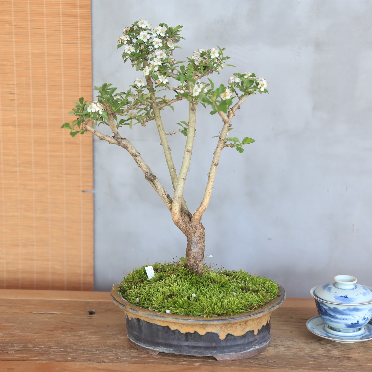 大别山野山楂山里红盆景老桩白花红果绿植盆栽茶室阳台,淘宝优惠券,粉丝福利购,淘宝优惠卷