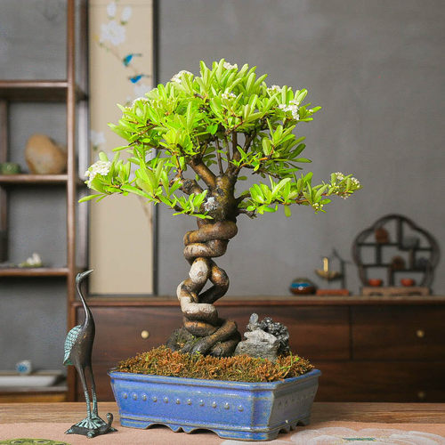 孤品韩国火棘提根白花红果附石盆景老桩盆养多年好养观叶观花观果 - 图0