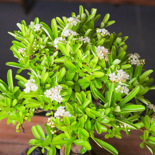 孤品韩国火棘提根白花红果附石盆景老桩盆养多年好养观叶观花观果 - 图3