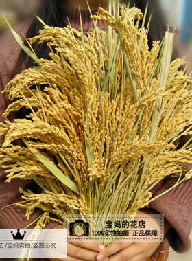 稻穗麦穗高粱芝麻杆小米穗干花