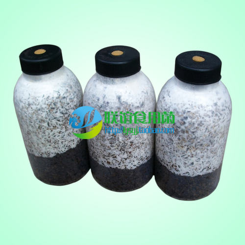联谊食用菌菌种二级种秋冬季灰黑色平菇当家品种 【特抗650】原种 - 图0
