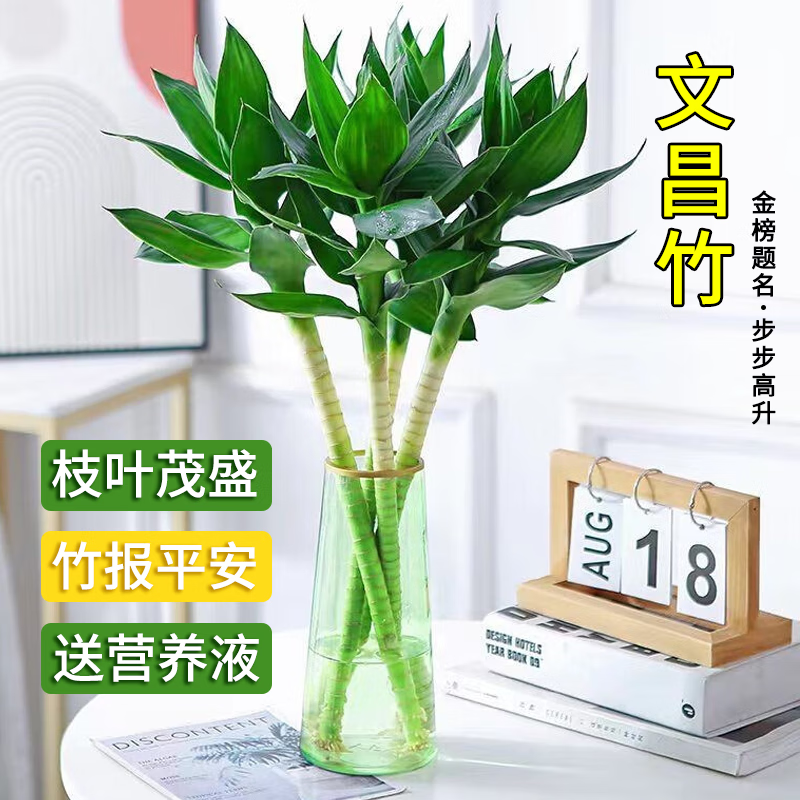 【基地直发】鸿运竹富贵竹混搭  文昌竹观音竹绿植花卉四季水养,淘宝优惠券,粉丝福利购,淘宝优惠卷