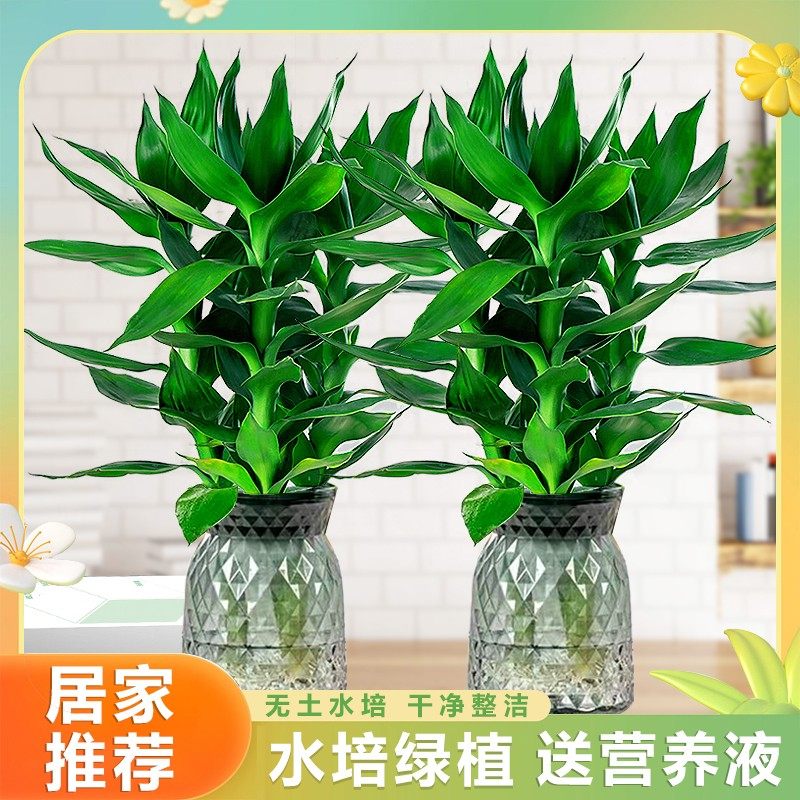 【基地直发】鸿运竹富贵竹混搭  文昌竹观音竹绿植花卉四季水养,淘宝优惠券,粉丝福利购,淘宝优惠卷