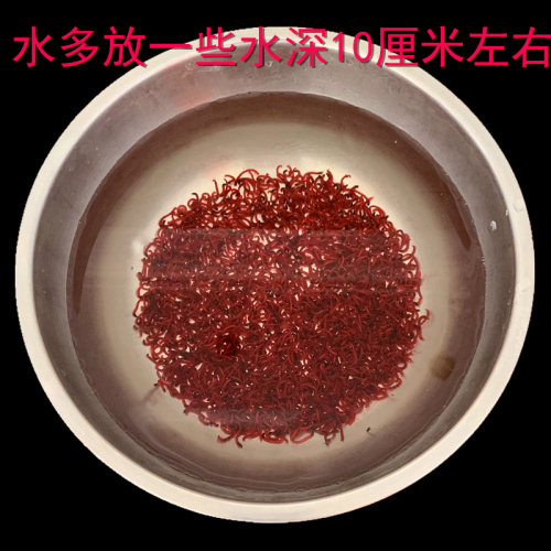 红虫活饵鲜活天津特大号 小公虫活体虫拉饵钓鱼鲫鱼鱼饵野钓饵料 - 图1