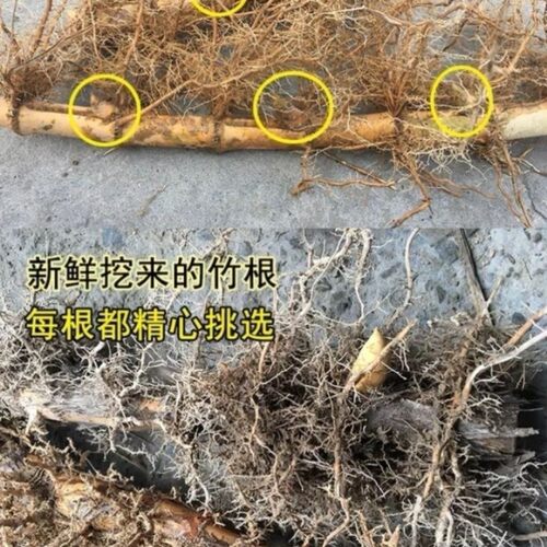 庭院竹根苗竹苗甜笋实心竹苗 楠竹根 食用竹笋 紫竹笛子专用竹苗 - 图0