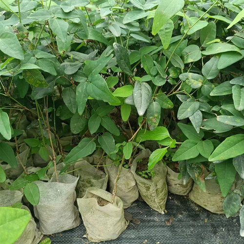 八月瓜树苗8月炸三叶木通 预知子野果当年苗带土带叶果苗贵州发货 - 图2