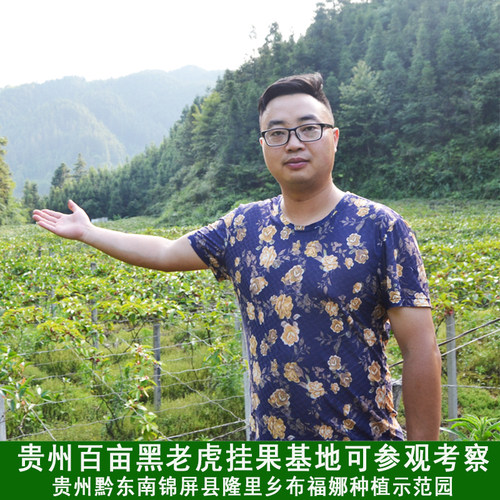 黑老虎树苗布福娜种苗大血藤冷饭团恶魔果实大苗带发货 当年 庭院 - 图0