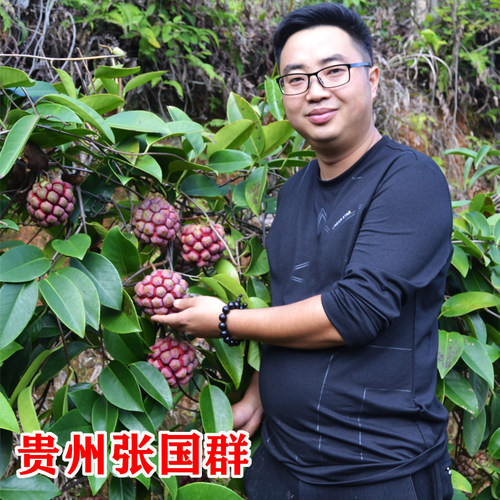 黑老虎树苗布福娜种苗大血藤冷饭团恶魔果实大苗带发货 当年 庭院 - 图1