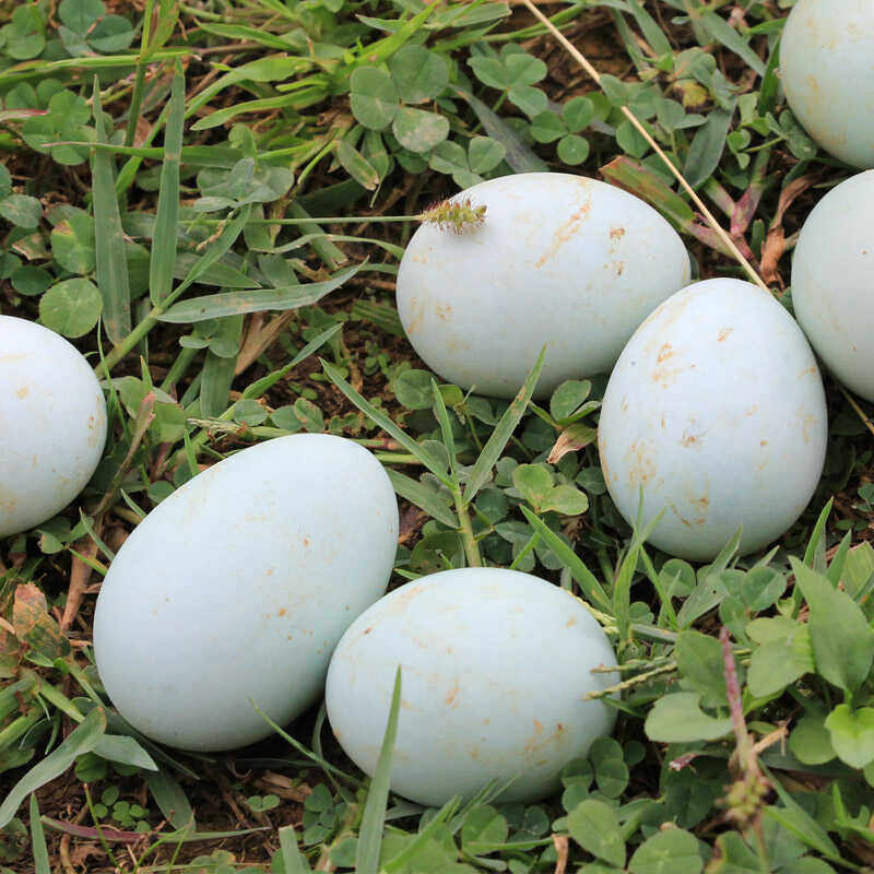 长顺绿壳鸡蛋农家自养土鸡蛋草鸡蛋新鲜现捡绿壳蛋礼盒装E,淘宝优惠券,粉丝福利购,淘宝优惠卷