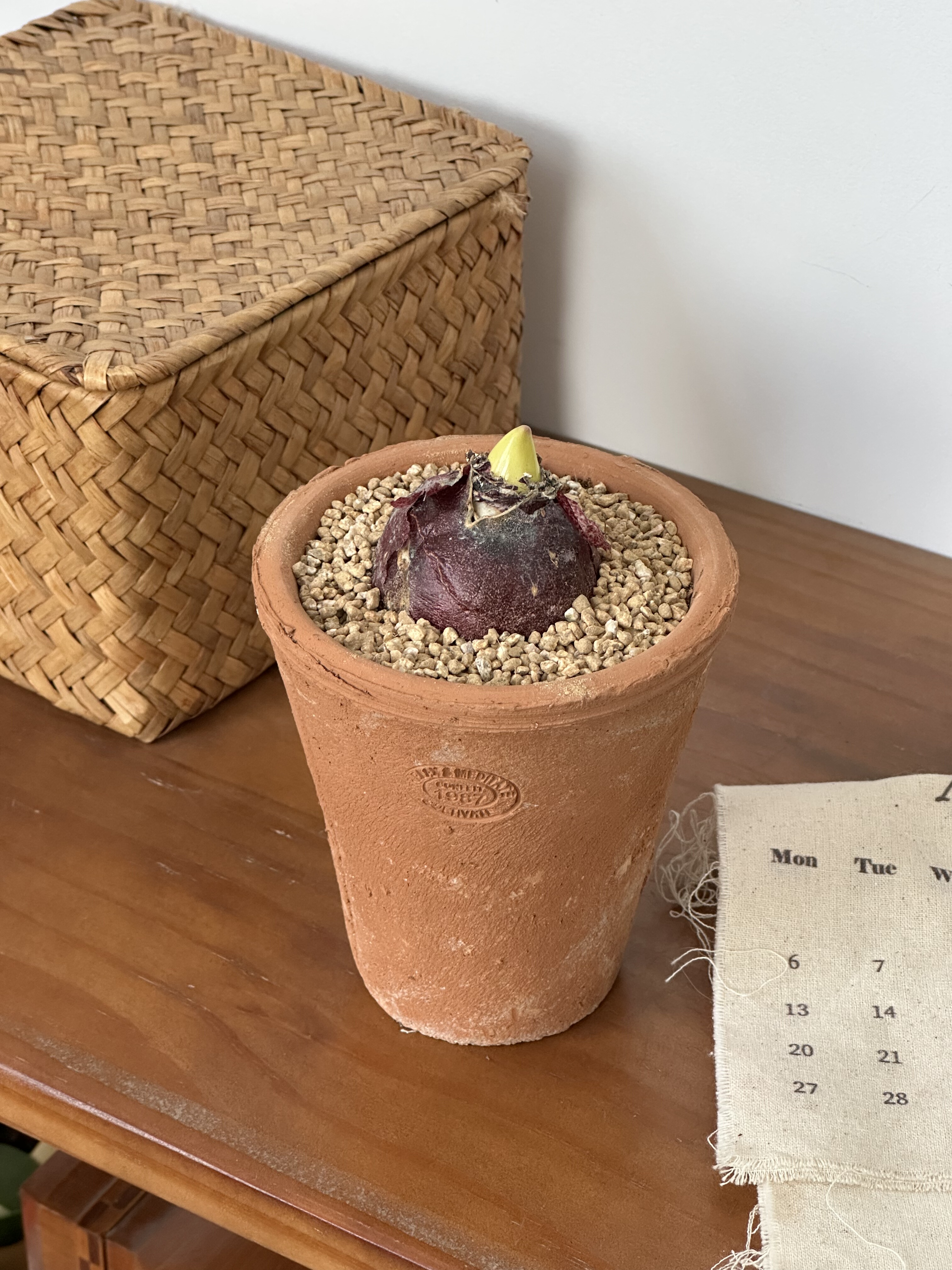 亲爱的绿植风信子中国粉耐寒植物冬天开花好闻室内桌面盆栽,淘宝优惠券,粉丝福利购,淘宝优惠卷