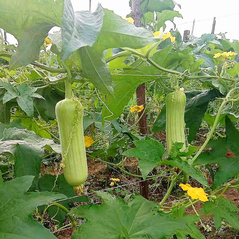 奶油白丝瓜新鲜5斤包邮农家白玉牛奶短粗香肉丝瓜湘菜馆蔬菜 - 图1