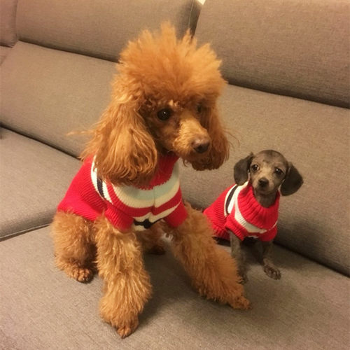 5件包邮 新款猫咪狗狗通用毛衣 泰迪比熊衣服针织幼犬秋冬装特价 - 图2