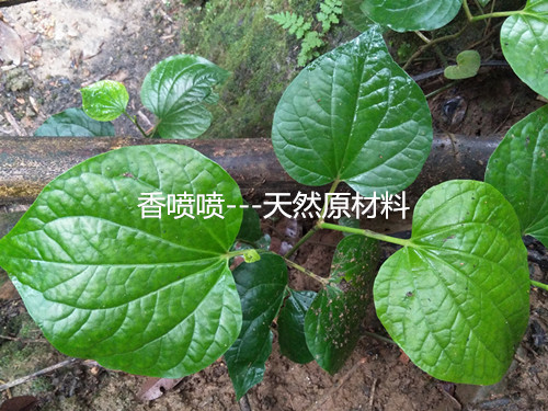 假篓----香料.又名蛤蒌、假蒌、山蒌-图1