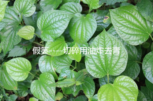 假篓----香料.又名蛤蒌、假蒌、山蒌-图0