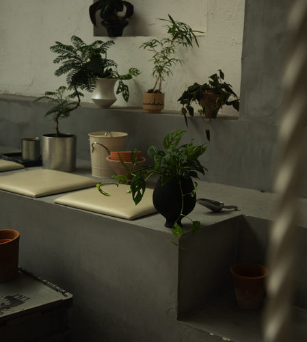Earth plant 米歇尔小巨洞龟背竹耐阴好养四季常绿植爬藤植物盆景 - 图2