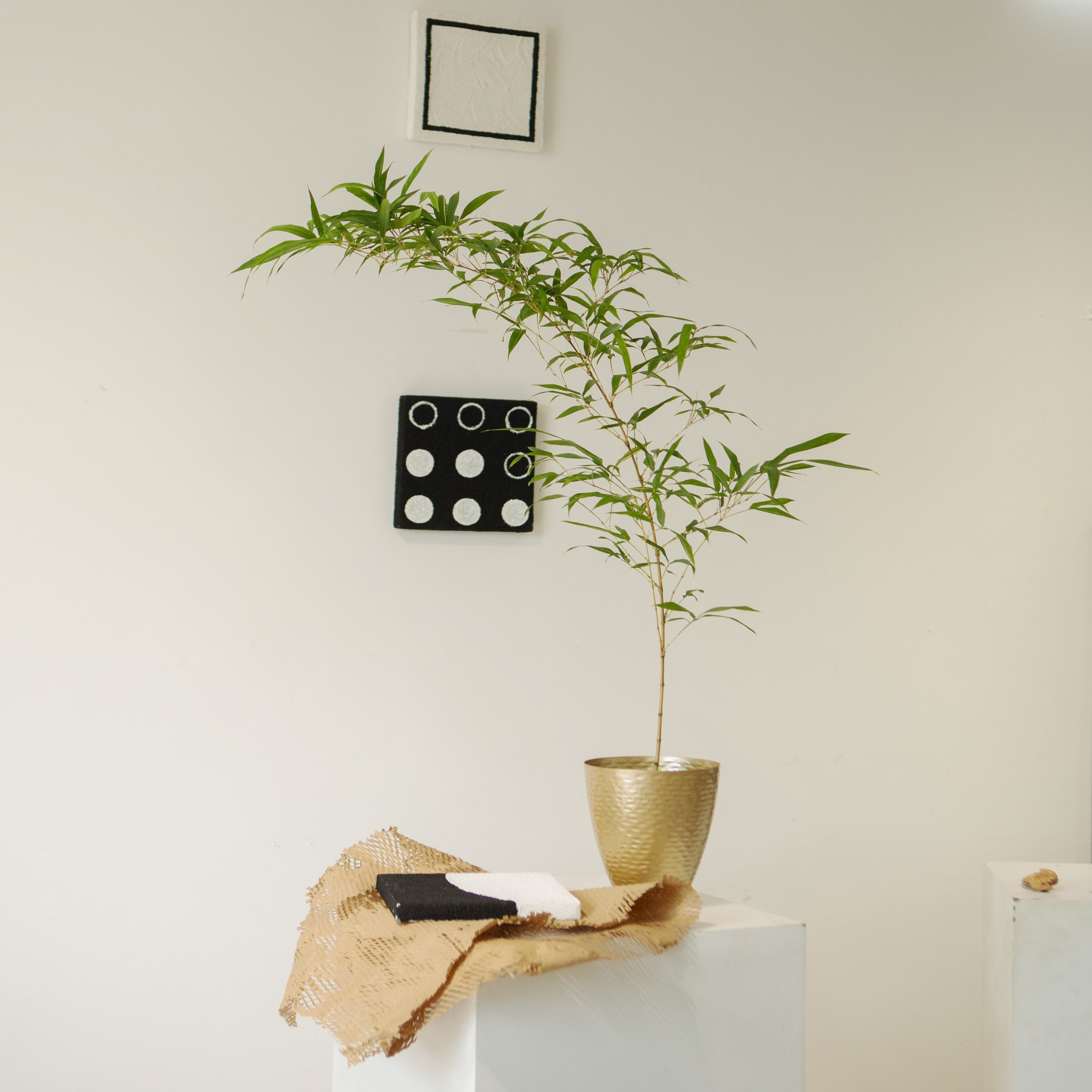 earth plant  造型琴丝竹子新中式禅意植物诧寂风盆景意境绿植,淘宝优惠券,粉丝福利购,淘宝优惠卷